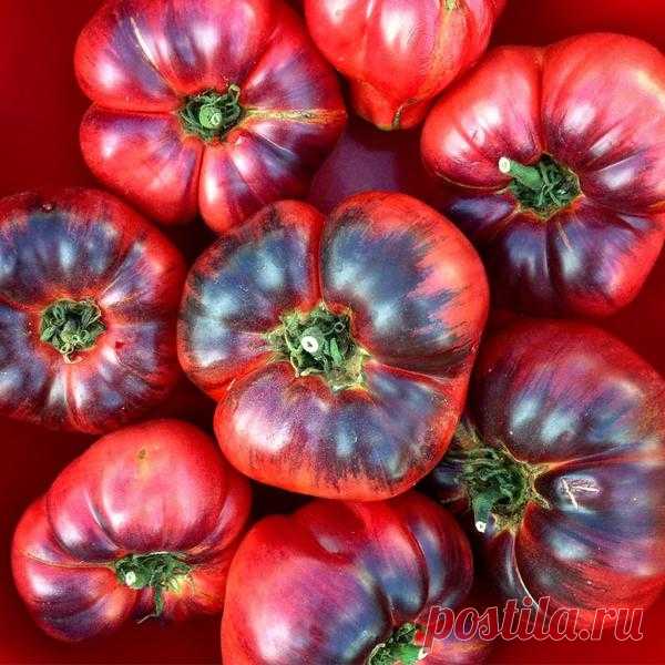 Мой любимый томат Лазурный гигант