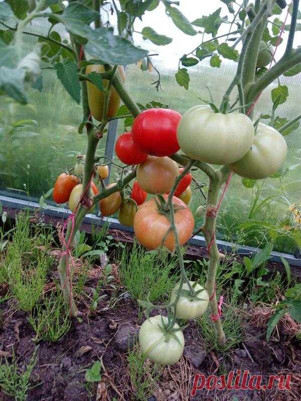 Секрет высоких урожаев огурцов и томатов