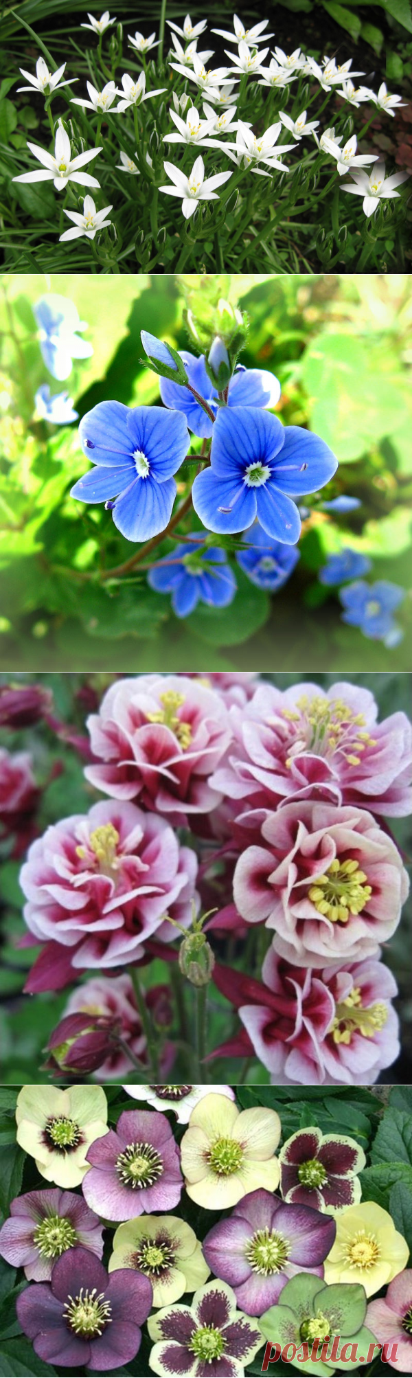 Цветы многолетники для вашего сада 2