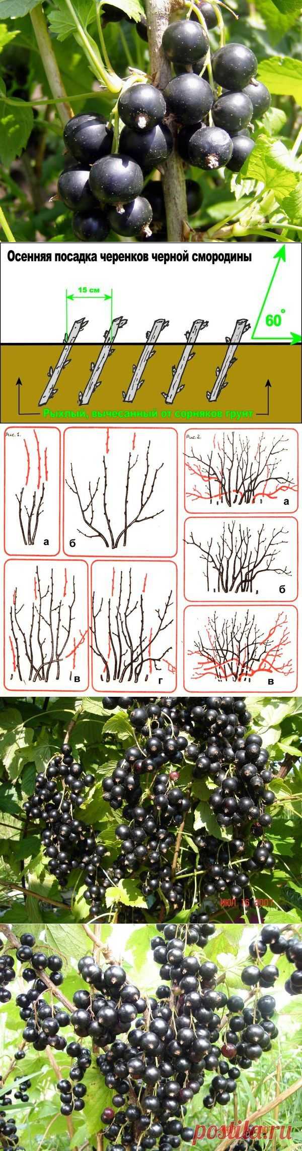 Посадка и уход за черной смородиной. Сорта черной смородины. Видео: как правильно обрезать черную смородину