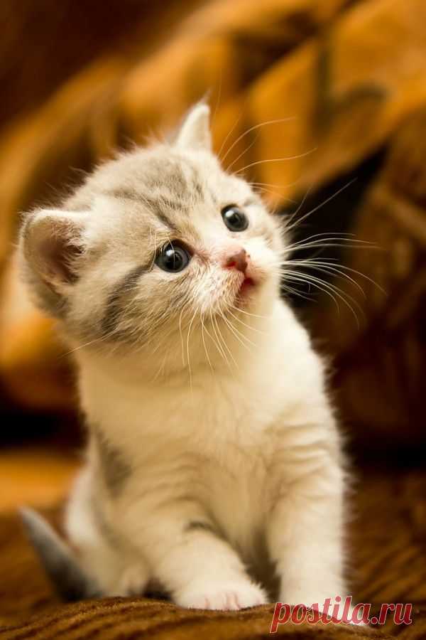 How cute is this kitten