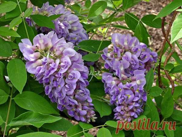 Садовые редкости: морозостойкая глициния Longwood Purple (продолжение) | Цветочная душа | Яндекс Дзен