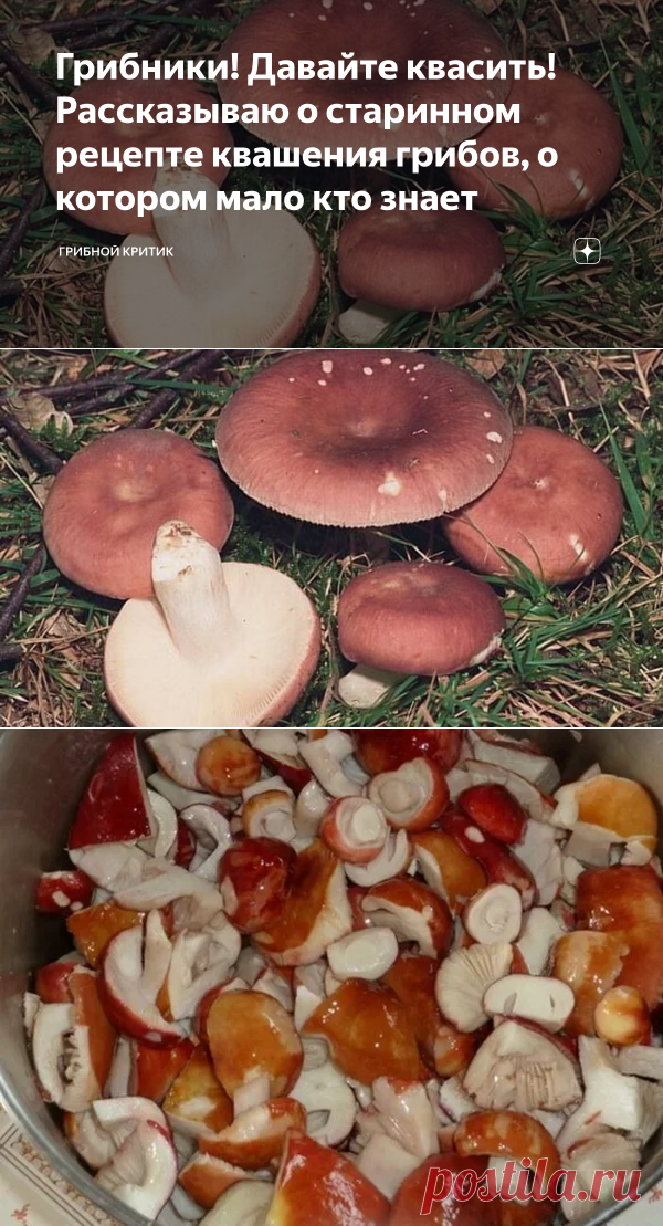 Грибники! Давайте квасить! Рассказываю о старинном рецепте квашения грибов, о котором мало кто знает | грибной критик | Яндекс Дзен