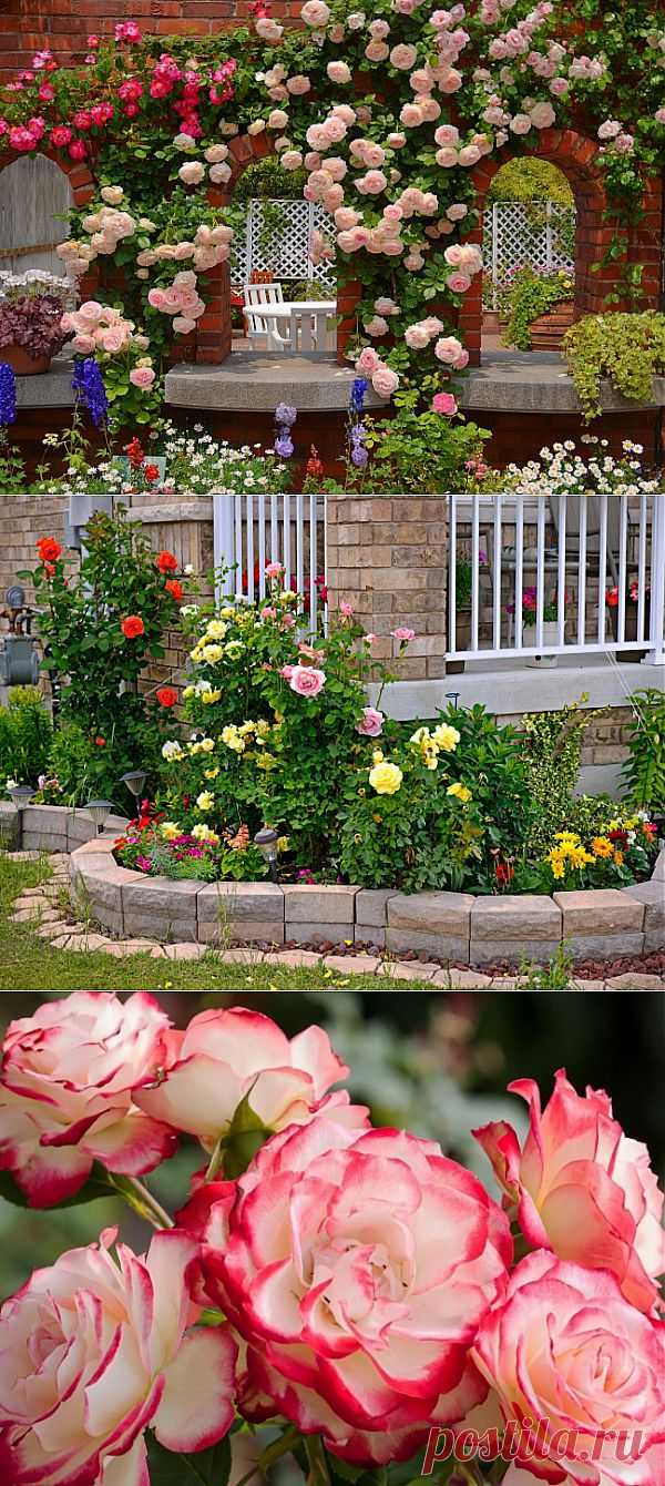 Лучшее украшение для сада: розарий | Наш уютный дом