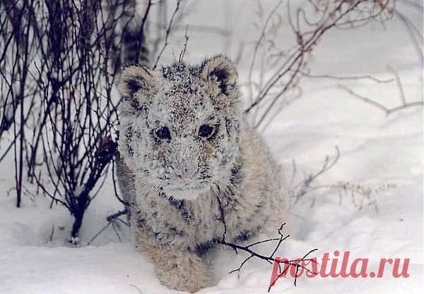 Снежный тигр)))))