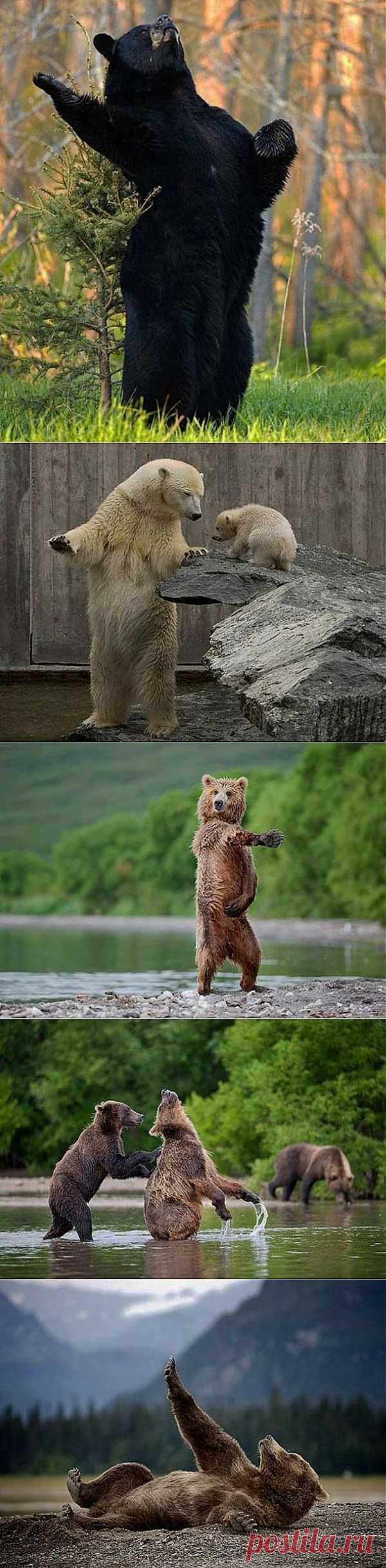 Забавные снимки с медведями.