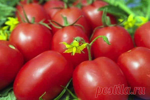 Мой фаворит среди всех помидоров | По моему совету его выращивают уже все знакомые | САД и ОГОРОД | Пульс Mail.ru