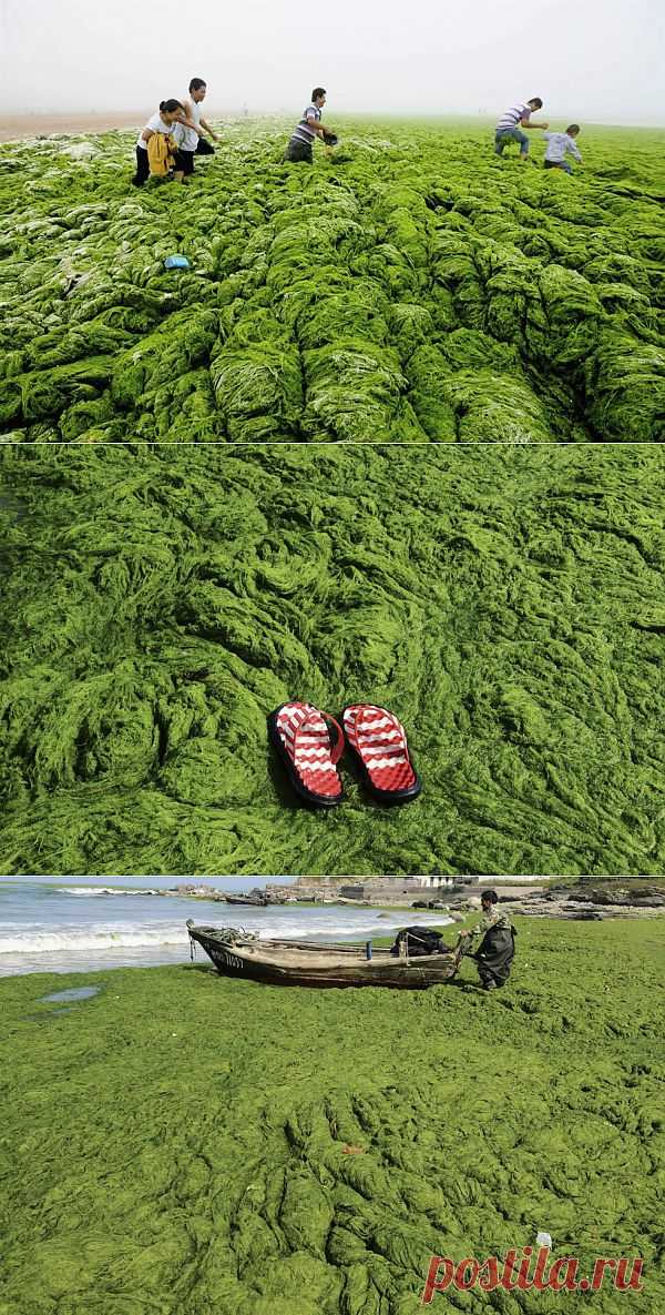 Тонны зеленых водорослей заблокировали пляжи Китая