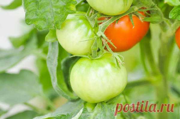 Подкормка томатов во время плодоношения