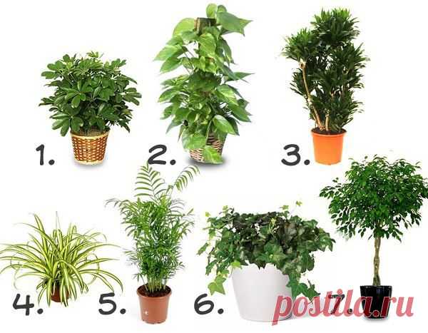 Комнатные растения, которые очищают воздух | ПолонСил.ру - социальная сеть здоровья