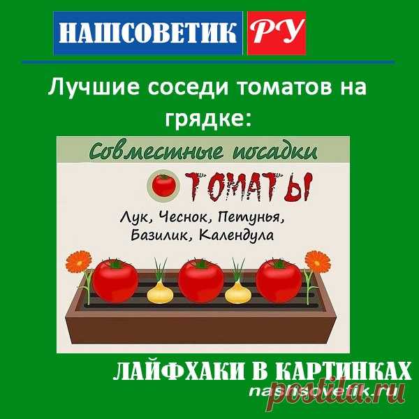 Лучшие соседи томатов на грядке в открытом грунте. По соседству с ними ваши помидоры вырастут сильными и дадут хороший урожай.