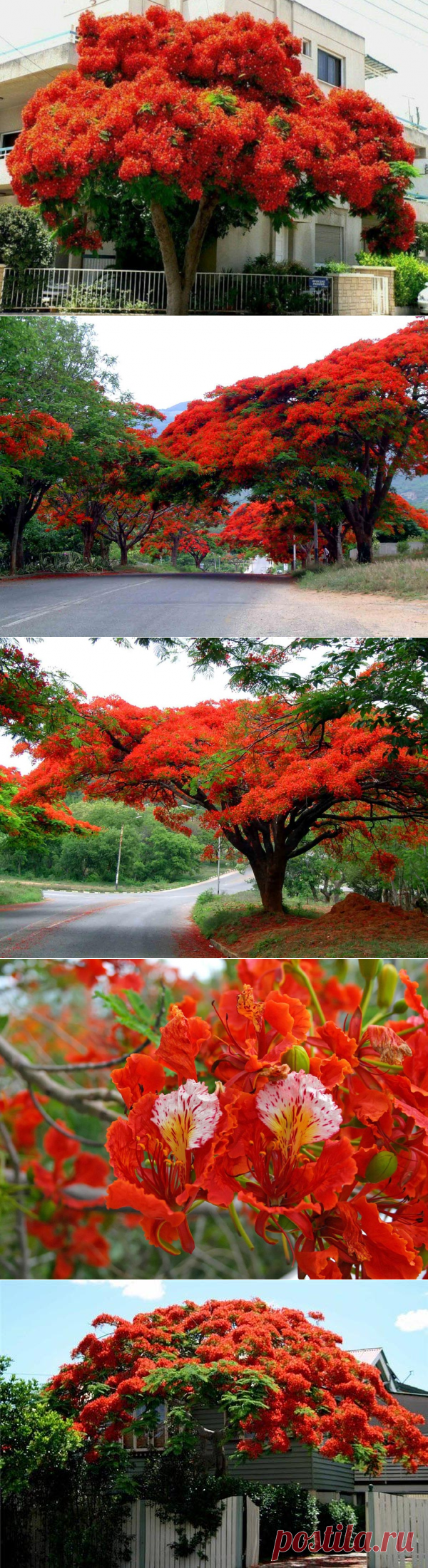 Делоникс королевский или Огненное дерево - дерево родом с Мадагаскара семейства Бобовые, подсемейство Цезальпиниевые.
Как это дерево только ни называют: дерево-пожар, пламенное дерево, хвост Феникса, огненное дерево, дерево-пламя. И действительно, дерево выглядит именно так, благодаря ярко-красным цветам