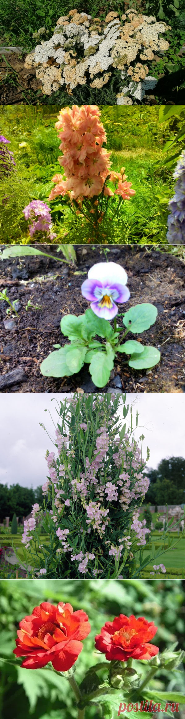 Многолетние цветы из семян: какие уже вырастила и еще запланировала | уДачный проект | Яндекс Дзен