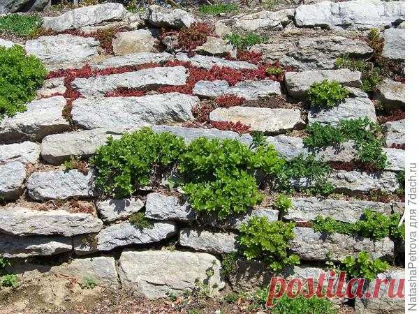 Натуральный камень в дизайне: альпийские и каменистые горки, рокарии, сады камней