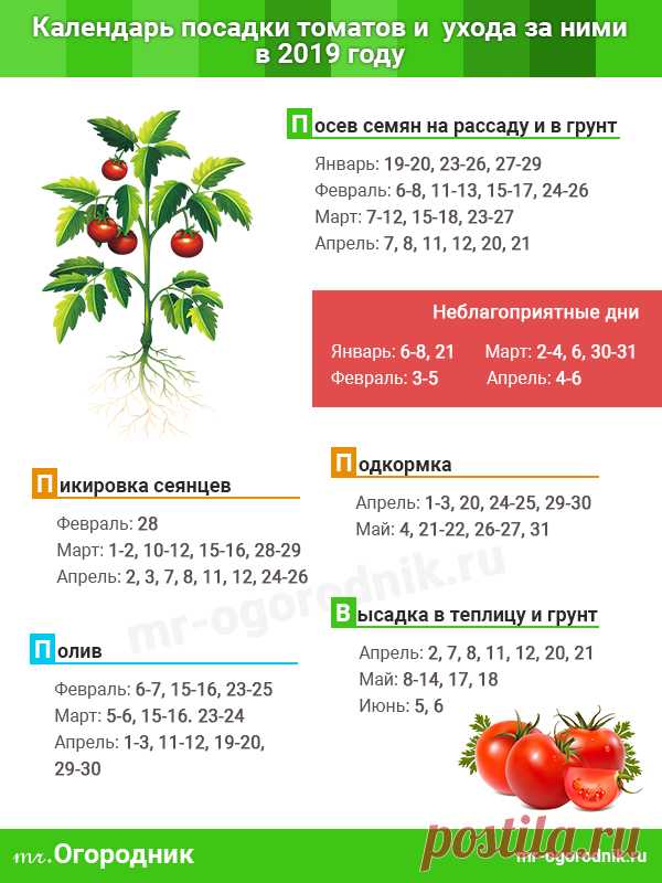 Когда благоприятно сажать рассаду помидоров