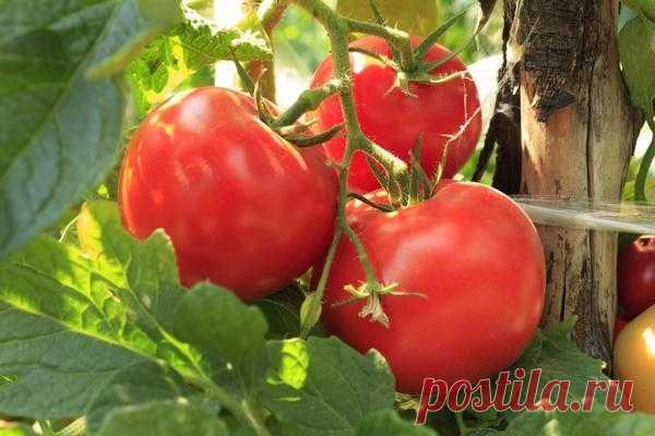 Помидоры: заготовки на зиму из томатов Дольки в масле. Рецепт с видео