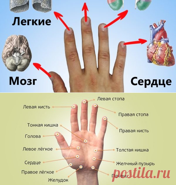 Каждый палец сопряжен с двумя органами: японский метод излечит за 5 минут любую хворь! | Женское мнение | Яндекс Дзен