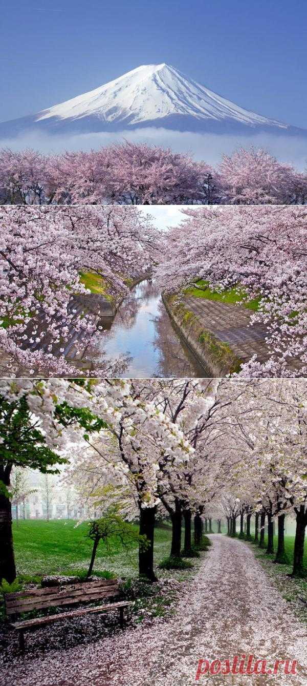 Вишнёвые сады Японии (Часть 3)