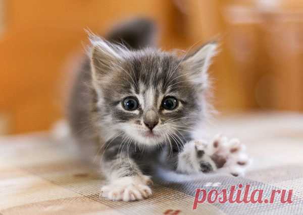 Котенок в доме: уход, воспитание, ветеринарная помощь
