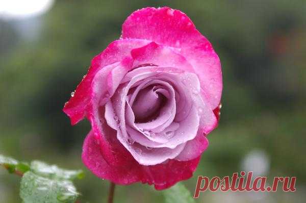 Сорта чайно-гибридных роз: двуцветные и пестрые. Фото