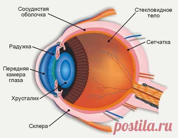 КАК УКРЕПИТЬ СЕТЧАТКУ ГЛАЗА? - 