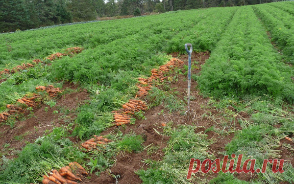 Что требуется моркови при выращивании в открытом грунте