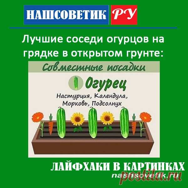 Лучшие соседи огурцов на грядке в открытом грунте. По соседству с ними огурцы хорошо растут и обязательно дадут богатый урожай.