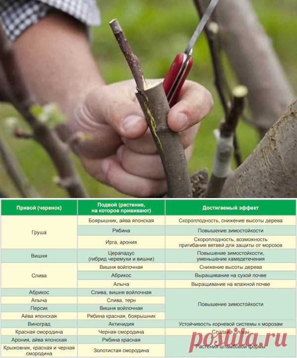 Совместимость яблони. Привой подвой таблица. Таблица прививки плодовых деревьев. Прививка яблони подвой привой. Совместимость плодовых деревьев для прививки.