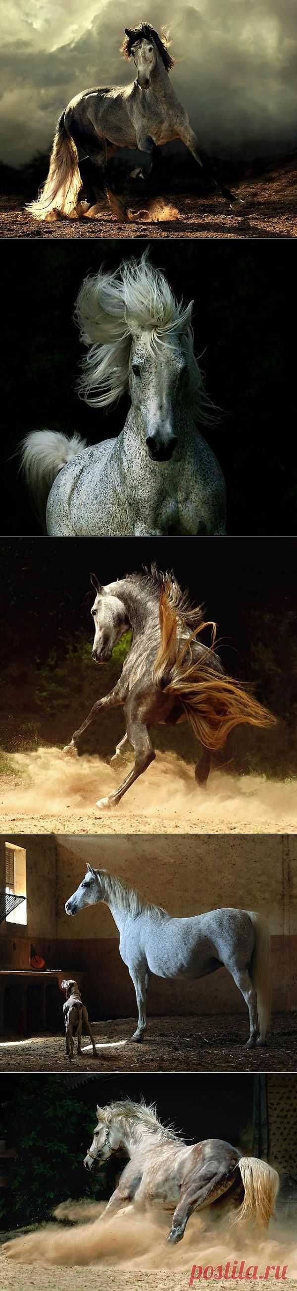 Грация и красота лошади | Зашибись