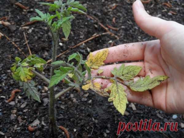 Подкармливаем рассаду томатов для максимального урожая