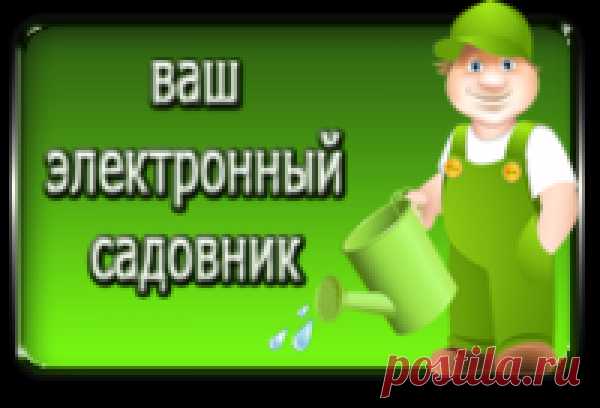 Как приготовить стимулятор роста растений + еще 5 секретов для дачи!