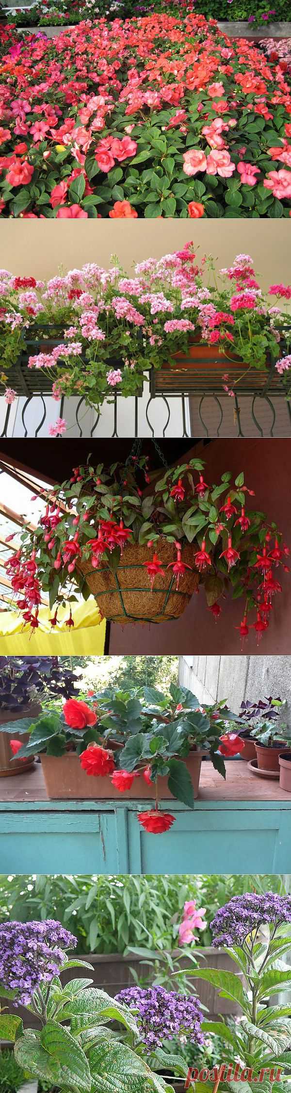 7 растений для выращивания на балконе+секреты по уходу