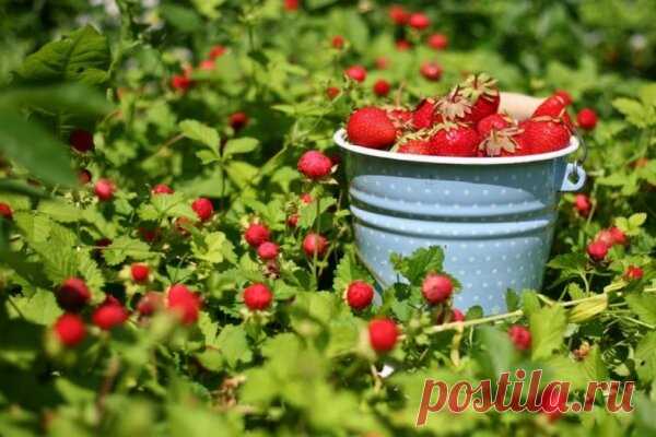 Обрабатываю клубнику дегтем и собираю урожай ведрами🍓🍓 | delanadache.ru🍒 🌽 🌷 | Яндекс Дзен