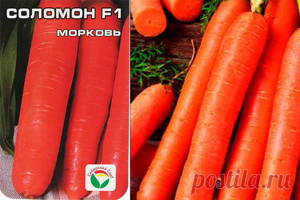 Морковь Соломон F1: отзывы, характеристика, урожайность, фото сорта, достоинства и недостатки, особенности выращивания