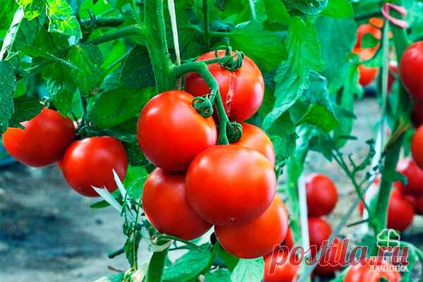 Чтобы томатов было больше, чем зелени на них. Исправляем типичные ошибки садоводов. | ДНЕВНИК ДАЧНИКА | Яндекс Дзен