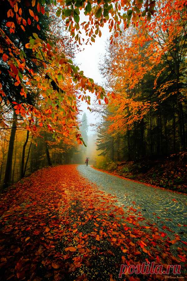 Pretty — drxgonfly: Autumn (by HASAN HÜSEYİN AVUÇTEKİN)