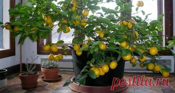 Как Вырастить лимонное дерево из семян легко в вашем собственном доме