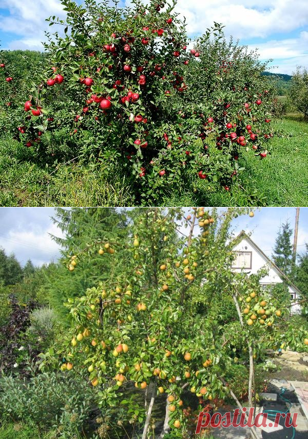 Совместимость яблони. Плодовые деревья и кустарники Оби. Соседство кустарников и деревьев в саду. Соседство яблони и смородины. Совместимость плодовых в саду.