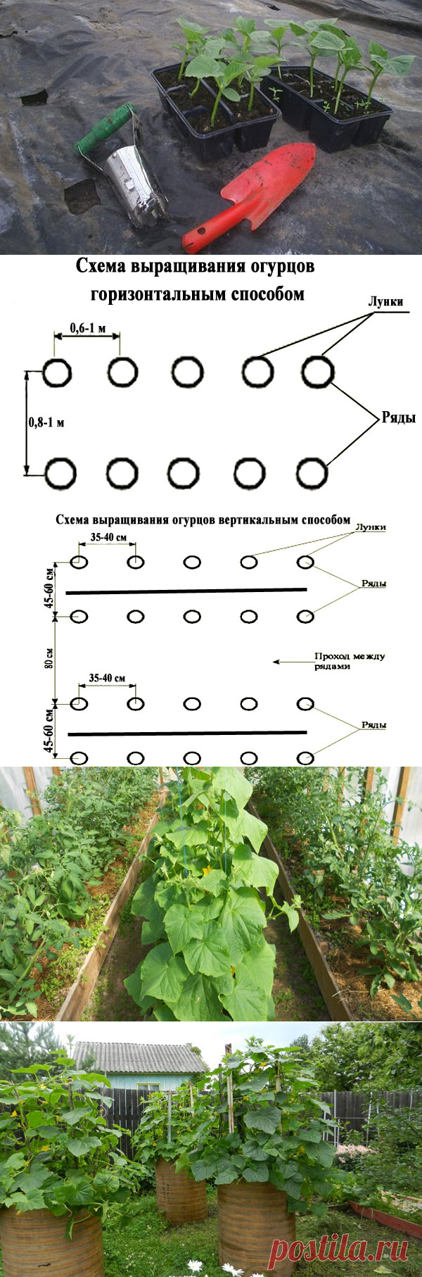 На каком расстоянии сажать огурцы в теплице и открытом грунте, схемы