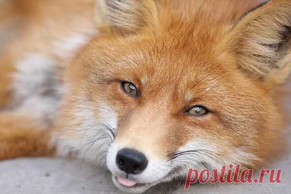 Охота на лису: Способы и тактика охоты на лисицу, ружье и патроны на лису