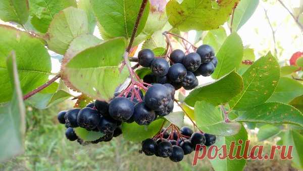 Целебная черноплодка — ягодка-таблетка… | Дары природы | Яндекс Дзен
