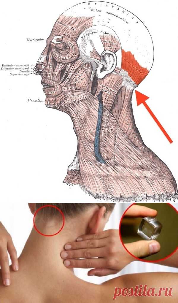 Если приложить к этому месту кусочек льда, то с вашим организмом произойдут невероятные перемены
