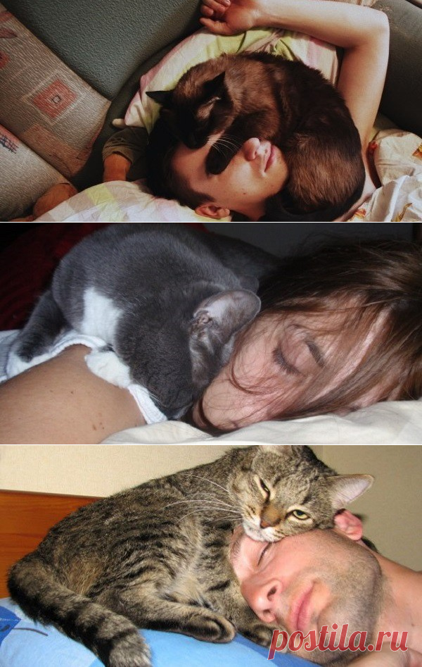 Кошка приходит спать. Коты спят с хозяевами. Любовь кота к хозяину.