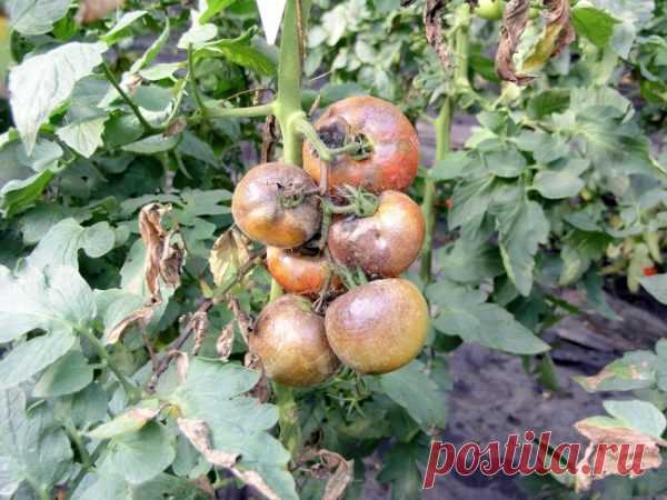 Защита томатов от фитофтороза. Действенные способы борьбы!