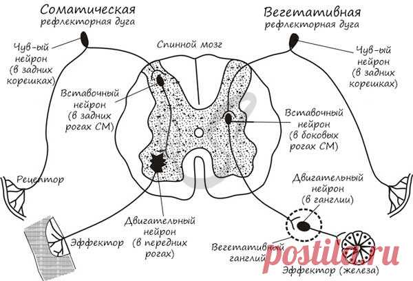 Рефлекторная дуга, подготовка к ЕГЭ по биологии