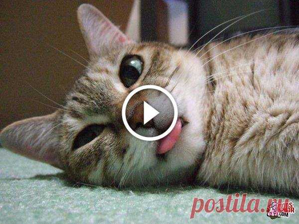 Best Cat Videos