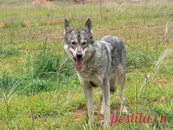 Grey Wolf Head On  Free Stock Photo HD - Public Domain Pictures