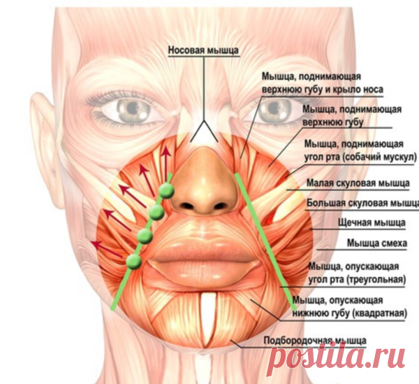 Делайте эти 2 упражнения и Носогубки Разгладятся! | Школа красоты | Яндекс Дзен