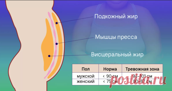 Внутренний жир: как с ним справиться? 10 работающих правил | 7 минут на красоту | Яндекс Дзен