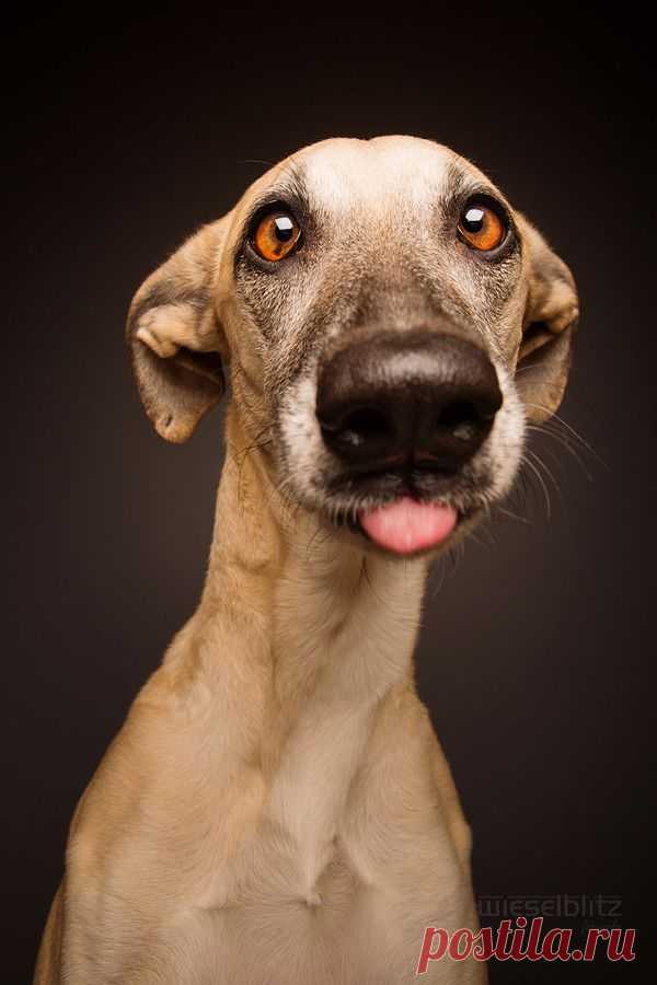 500px / No further comment by Elke Vogelsang